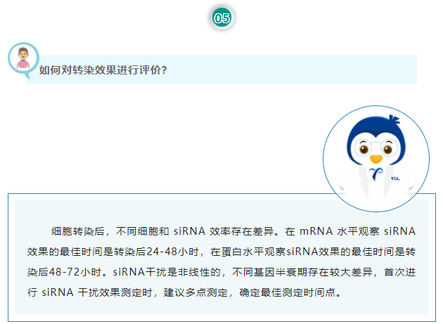 如何对转染效果进行评价？细胞转染后，不同细胞和 siRNA 效率存在差异。在 mRNA 水平观察 siRNA 效果的最佳时间是转染后24-48小时，在蛋白水平观察siRNA效果的最佳时间是转染后48-72小时。siRNA干扰是非线性的，不同基因半衰期存在较大差异，首次进行 siRNA 干扰效果测定时，建议多点测定，确定最佳测定时间点。